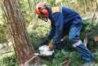 The Junctiontree-cutting-services-21.jpg; ?>